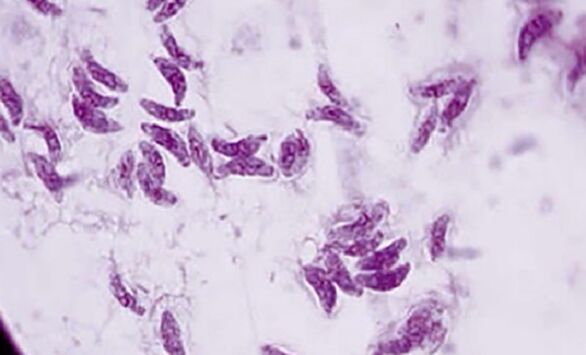 vienšūņu parazīts toksoplazmas gondii toksoplazmozes izraisītājs