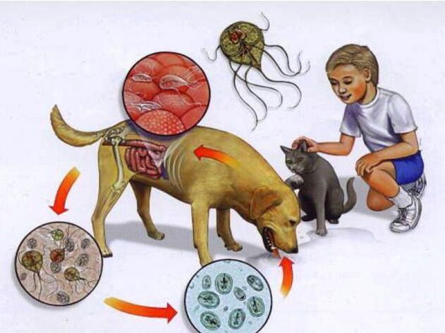veidi, kā inficēt bērnu ar parazītiem